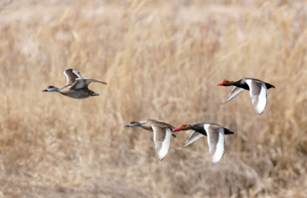 1583978656068095092.png 11.png