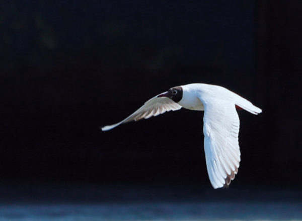 1583978667411063034.png 2.png