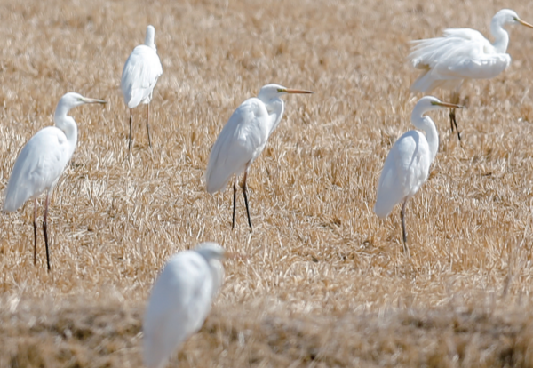 1583978681927080202.png 1.png