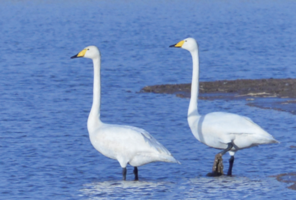 1583978703489021393.png 4.png