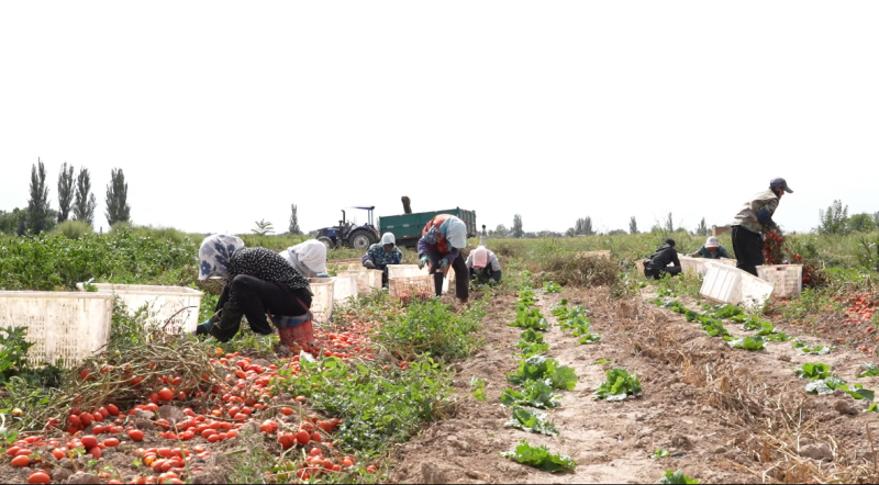 石嘴山的小番茄实现从田间去往美国“极限出海”