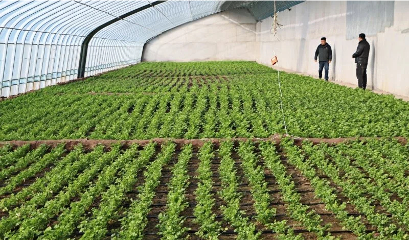 沈渠村：盐碱地上播种“新希望”