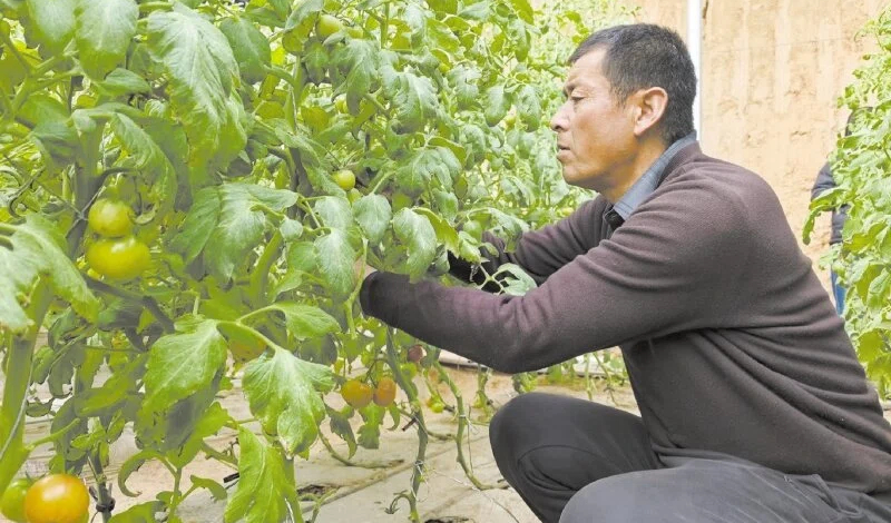 庙庙湖村西红柿已进入盛果期