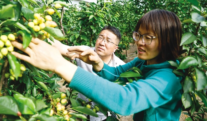 樱桃红满枝 产业促振兴