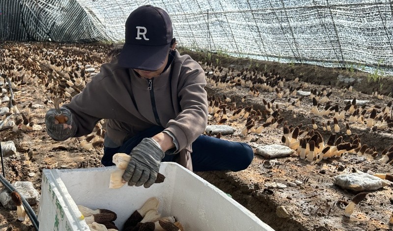 惠农区尾闸镇西河桥村：羊肚菌再获丰收 特色种植促村强民富