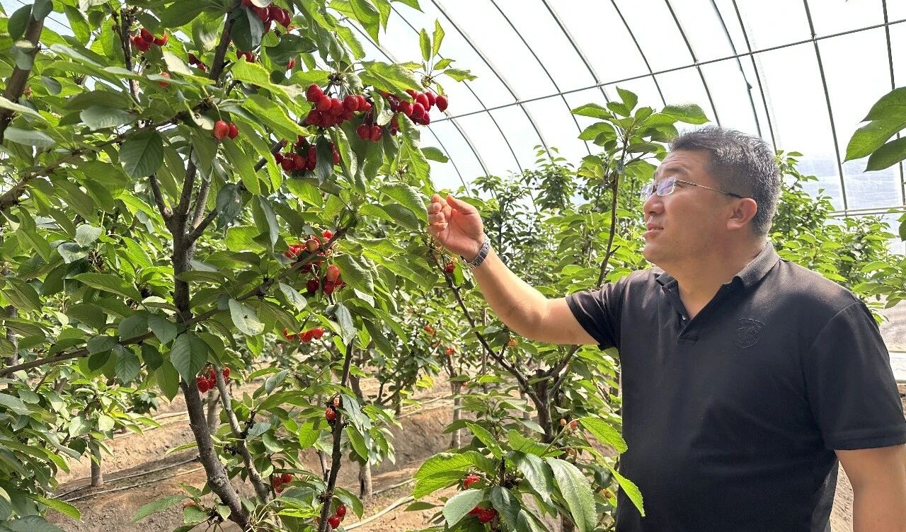 惠农区樱桃错峰上市 催旺村集体经济